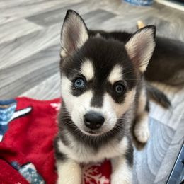 Fonda - Black and white female Alaskan Klee Kai puppy in Palm Harbor, Florida from Klee Kai Breeders with Love