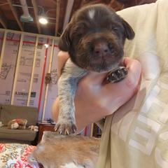 Deutsch-Drahthaar Puppies from vom Cornerstone
