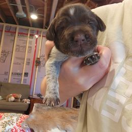 Deutsch-Drahthaar Puppies from vom Cornerstone