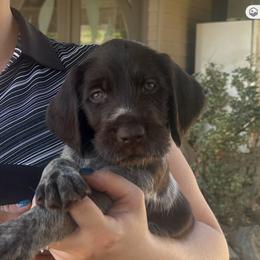 Boy 1 - Liver and white male German Wirehaired Pointer puppy in Oregon City, Oregon from German Wirehaired Versatility Dogs