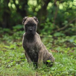 Dante - Black brindle male Cane Corso puppy in Cable, Ohio from Americana Cane Corso