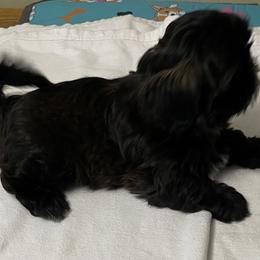 Shih Tzu Puppies from Joseph Franke
