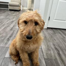 Orange - Red  female Goldendoodle puppy in Bakersfield, California from Lavish Doodles
