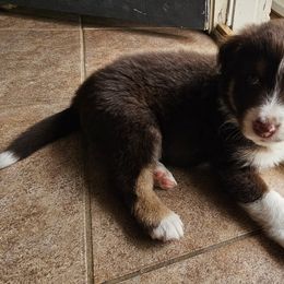 Australian Shepherd Puppies from Cali's Australian Shepherds
