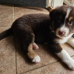 Australian Shepherd Puppies from Cali's Australian Shepherds
