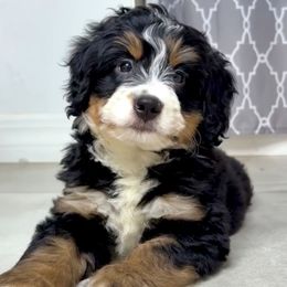 Cedar - Phantom male Goldendoodle puppy in Brandon, Florida from Murphys Doodles