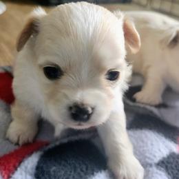 Annie - Cream and white female Chihuahua puppy in Greenfield, Ohio from Paradise Chihuahua Kennel