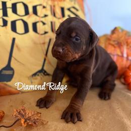 White collar - Red and rust female Doberman Pinscher puppy in Winamac, Indiana from DIAMOND RIDGE DOBERMANS