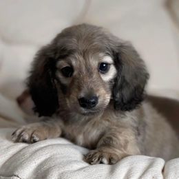Dachshund Puppies from Dirt Road Doxies