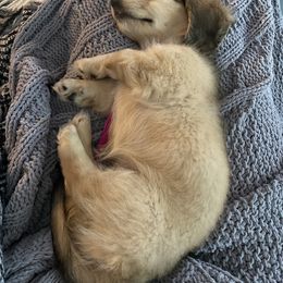 Dachshund Puppies from Meadow Ridge Dachshunds