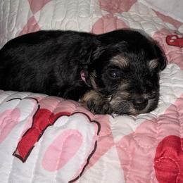 Girl-Pink Collar - Black and silver female Miniature Schnauzer puppy in Stevenson, Alabama from Rivers Edge Schnauzers by Joyce Clark