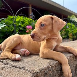 Betsy - Merle female Great Dane puppy in Corsica, Pennsylvania from Ferguson Family Danes LLC