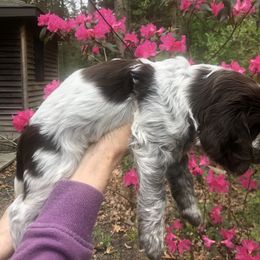 English Springer Spaniel Puppies from Whispering Cedars Springer Spaniels NJ