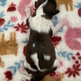 BUBBA - Red and white Shih Tzu puppy in Palm Bay, Florida from Liza's Shih Tzus