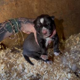 Girl 1 - Agouti and white female Siberian Husky puppy in Iron River, Wisconsin from Wiemeri Siberians