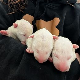 Boy 3 - male Bull Terrier puppy in Withee, Wisconsin from Luxury Bulls