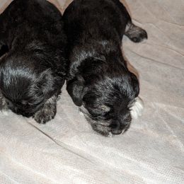 Miniature Schnauzer Puppies from Deb Remlinger's Miniature Schnauzers