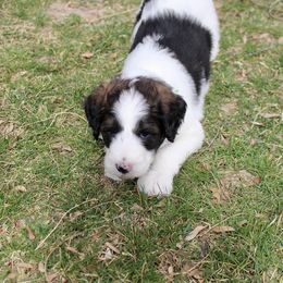 Bernedoodle, Goldendoodle, and Poodle Puppies from Raintree Standard Poodles & Mini Doodles