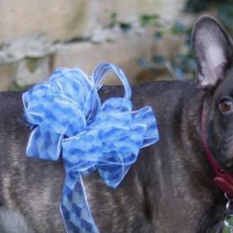 French Bulldogs from Ka’iliwai Frenchie Collective
