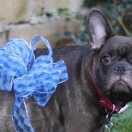 French Bulldogs from Ka’iliwai Frenchie Collective