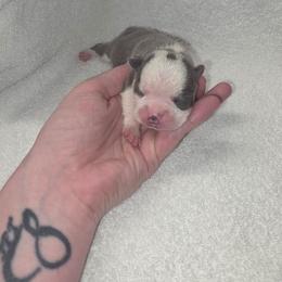 Girl 2 - Blue female Boston Terrier puppy in Ringgold, Georgia from A-K Boston Terriers