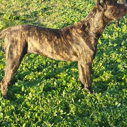 Cane Corso Puppies from True Love Cane Corso