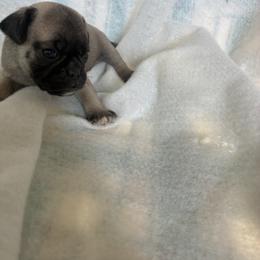 Girl 2 - Fawn female Pug puppy in Brooksville, Florida from Windsorsprings