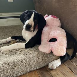 Great Dane Puppies from North Cedar Danes