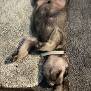Standard Schnauzer Puppies from Stahlkrieger Standard Schnauzers