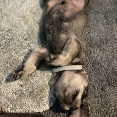 Standard Schnauzer Puppies from Stahlkrieger Standard Schnauzers