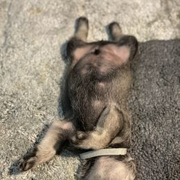 Standard Schnauzer Puppies from Stahlkrieger Standard Schnauzers
