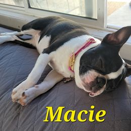 Boston Terrier Puppies from Big Sky Bostons