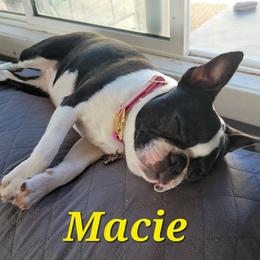 Boston Terrier Puppies from Big Sky Bostons