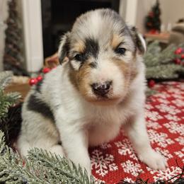 Boy 3 - Blue merle and white male Collie puppy in Tennessee from Voneida Collies & Corgis