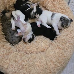 Companion Cross Puppies from Isabelle's Puppy Patch