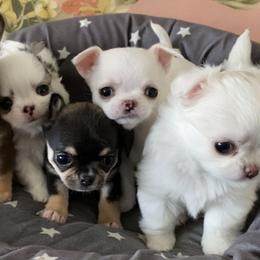 Chihuahua Puppies from Stardom Chihuahuas