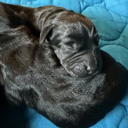 Girl 3 - Black female Labrador Retriever puppy in North Pole, Alaska from Mulberry Retrievers