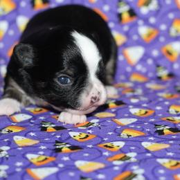 Onyx 3,300 - Black and tan male Chihuahua puppy in Cache, Oklahoma from Charming Lil Chihuahuas