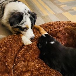 Australian Shepherds and Miniature American Shepherds from Whispering Valley Miniature American Shepherds and Australian Shepherds