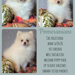 Pomeranian puppies from Happy Paws