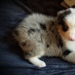 Australian Shepherds from West Coast Kirby