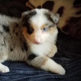 Australian Shepherds from West Coast Kirby