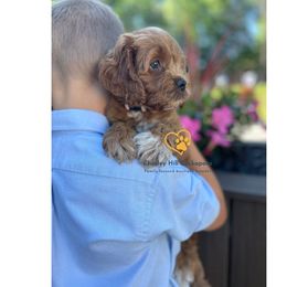 Cockapoo Puppies from Chesley Hill Cockapoos