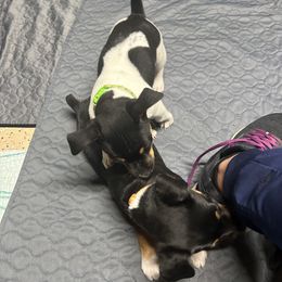 Rat Terrier All Grown Up from Simpson Family retrievers and Rattes