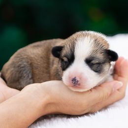 Timmy - male American Corgi puppy in Fort Myers, Florida from Billy's American Corgi