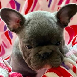 French Bulldogs from Williams French Bulldog Farm