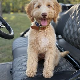 Brewer - Goldendoodle