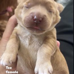Tee - Apricot female Australian Labradoodle puppy in Chuluota, Florida from Delano Australian Labradoodles