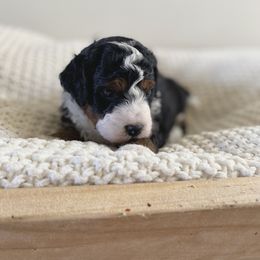 Bernedoodle, Goldendoodle, and Poodle Puppies from Central Valley Canine Companions