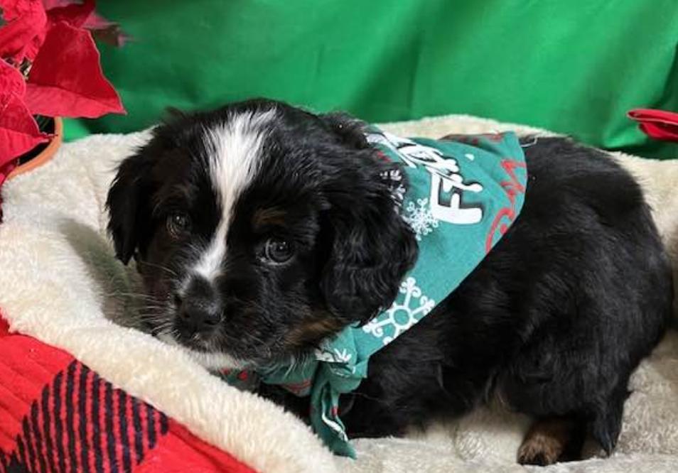 Mini Aussies For Sale Near Me